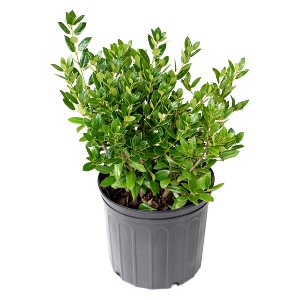 Holly 'Needlepoint' 2.25gal U.S.D.A. Hardiness Zones 7-9 - 1pc - National Plant Network: Live Shrub for Hedges & Gardens - 1 of 3