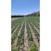 Morel Distribution Co | Elephant Garlic Rounds (Ajo Macho) Sorted Bulbs! Great for Fall Planting! (5 LB) - 3 of 3
