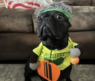 21 Super Cute Halloween Costumes for French Bulldogs & Pugs