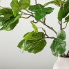 Faux Fig Leaf Branch Potted Arrangement - Hearth & Hand™ with Magnolia - image 3 of 3