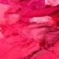 fuchsia/multi