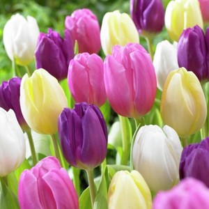 Van Zyverden Set of 25 Bulbs Tulips Easter Basket Mixture - 1 of 3