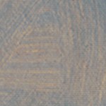 montalcino elm