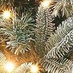 green | x pot | 2pcs