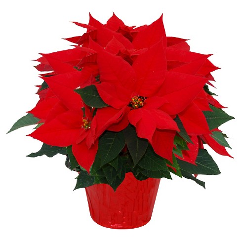 6.5" Live Red Poinsettia Holiday Plant - each - image 1 of 1