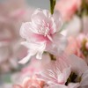 Sullivans Artificial Blossom Bush 24.5"H - 2 of 2