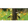 Cole's Nifty Niger Wild Bird Feeder, Clear Polycarbonate, 8 Ports - 4 of 4
