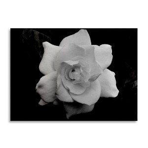 Kurt Shaffer 'Gardenia In Black And White' Floating Brushed Aluminum Art - 1 of 4