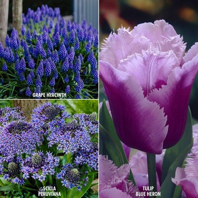 29ct Color Your Garden Blue Collection Bulbs - Van Zyverden