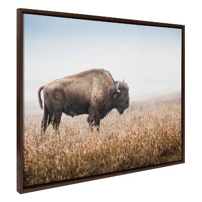 American Bison Buffalo in Prairie Grass Framed Canvas Wall Art