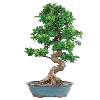 Grafted Ficus Live Houseplant - Brussel's Bonsai