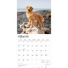 BrownTrout Golden Retrievers 2026 12"x24" Hanging Square Wall Calendar Plastic-Free - 3 of 4