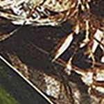 realtree max-5