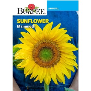 Burpee Sunflower Mammoth Yellow Flower Seeds - 1 of 2