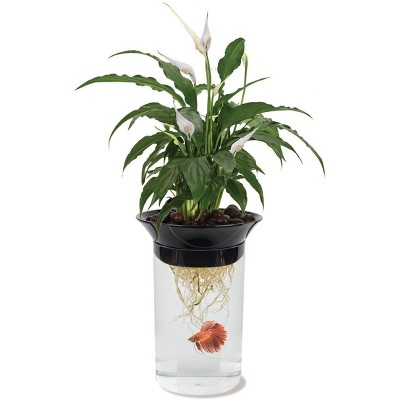 Penn-Plax Aquaponic Betta Fish Tank Healthy Environment 1.4 Gallon Capacity