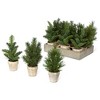 Park Hill Collection Evergreen Nursery Flat, 12 pots - 3 of 3