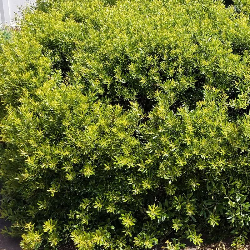 Dwarf Wax Myrtle 2.25gal U.S.D.A. Hardiness Zones 7-9 - 1pc - National Plant Network, 4 of 5