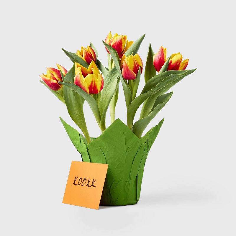 Live 6" Potted Tulip Plant - Spritz™, 2 of 4