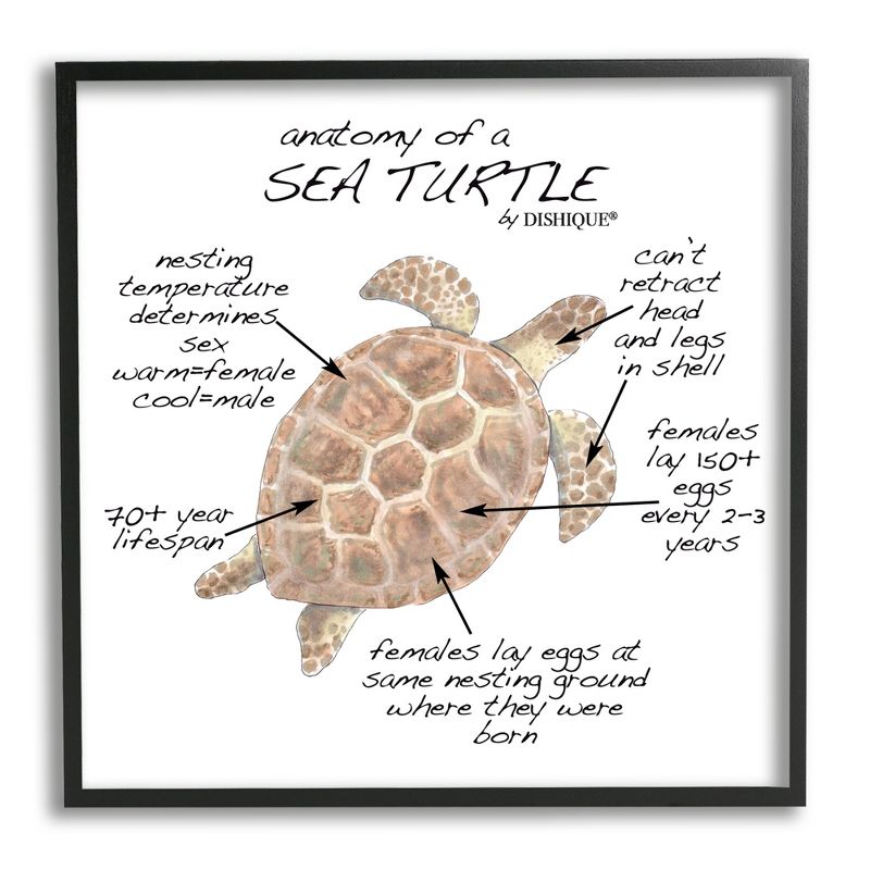 Stupell Industries Sea Turtle Anatomy Marine Life Animal Chart Black Framed Giclee Art, 1 of 6