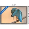 Trends International The Comedy Wildlife Photography Awards: Antonio Medina - Ashamed Framed Wall Poster Prints - 3 of 4