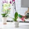 Miracle-Gro 0.2-0.2-0.2 Orchid Plant Food Mist, Ready to Use, 8oz - 4 of 4