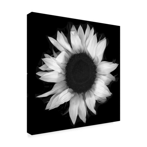 Trademark Fine Art -susan S. Barmon 'sunflower 1 Black And White ...