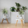 2Pcs Artificial Olive Tree in Pots, Faux Tropical Plant with Natural Wood Trunk for Home Office Living Room Indoor Outdoor - 3 of 4
