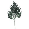 Vickerman 12-15" Fern Green Fern-Leatherleaf, 6 stems, Preserved - 2 of 4