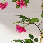 120cm single ball bougainvillea tree white explosion-proof pot