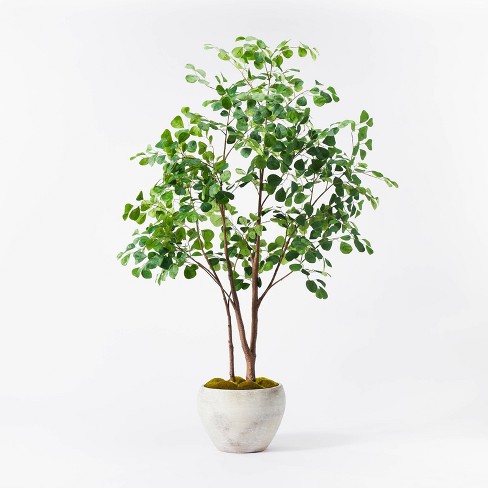 Silk ficus clearance tree