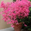 Azalea 'Nuccio's Wild Cherry' 2.25gal U.S.D.A. Hardiness Zones 7-9 - 1pc - National Plant Network - 3 of 3