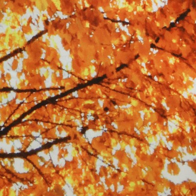Autumn Sensation Colorful Fall Tree Light Filtering Drapes