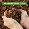 Soil Sunrise 100% Natural Pine Bark Mulch, for Container Gardening, Soil Supplement, Houseplants, Terrariums - 4 of 4
