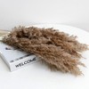 Alilang Decorative Dried Pampas Grass for Elegant Home Decoration and Floral Arrangements, 17 Inches - 3 of 3