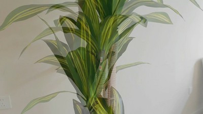 4ft Tall Green and Black Silk Potted Dracaena Plant