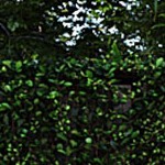 light teak