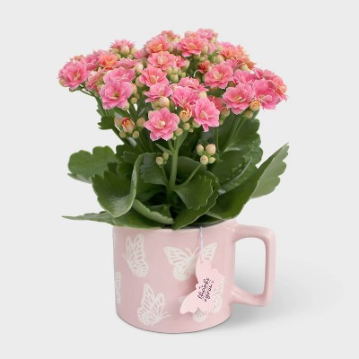 4" Butterfly Mug with Live Calandiva - Good Little Garden™