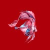 Junior's Design By Humans Betta Fish By GisaPizzatto T-Shirt - 2 of 3