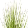 Green/Burgundy Flax Grass Potted - 2 of 4