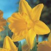Van Zyverden 15ct Bulbs Narcissus Daffodils Classic Improved King Alfred Type - 3 of 4
