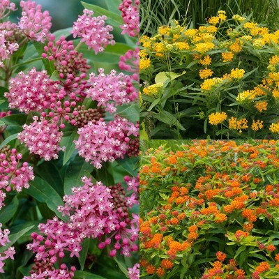 Van Zyverden Set of 11 Asclepias Save The Monarchs Oasis Roots