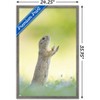 Trends International The Comedy Wildlife Photography Awards: Perdita Petzl - Conducting Framed Wall Poster Prints - 3 of 4