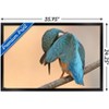 Trends International The Comedy Wildlife Photography Awards: Antonio Medina - Ashamed Framed Wall Poster Prints - 3 of 4