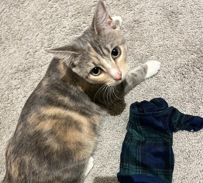 Guest review image 1 of 1, zoom in