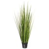 Green Evergold Grass Potted UV - 2 of 4
