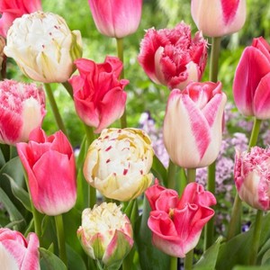 Van Zyverden 25ct Bulbs Tulips Extended Bloom Cotton Candy Mixture - 1 of 4