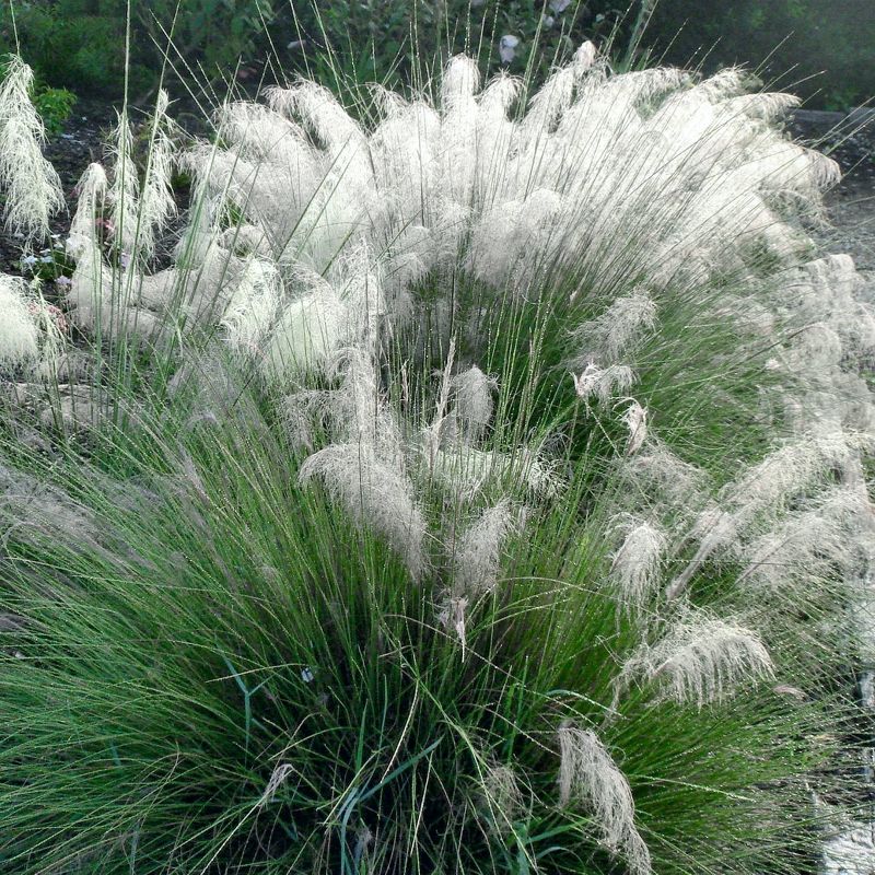 3pc White Muhly Grass with White Blooms - National Plant Network, 3 of 6
