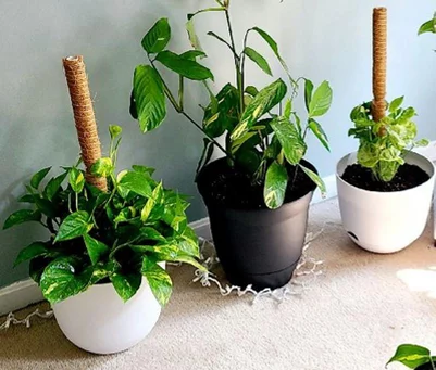 user image by christy7981, Self-Watering Plastic Indoor Outdoor Planter Pot - Room Essentials™