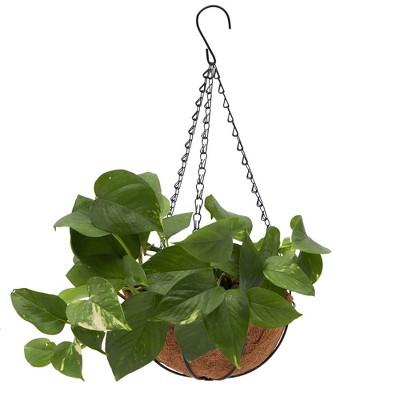 Black Metal Hanging Planter Pots with Coco Liners, 8 x 17.5 inches, Set of 2