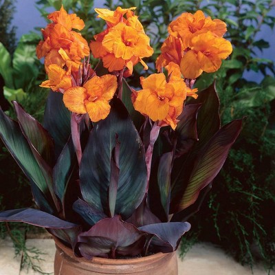 Van Zyverden Set of 6 Cannas Leafed Wyoming Bulbs Bronze